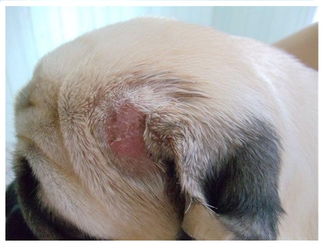 Pitiriasis rosada en perros