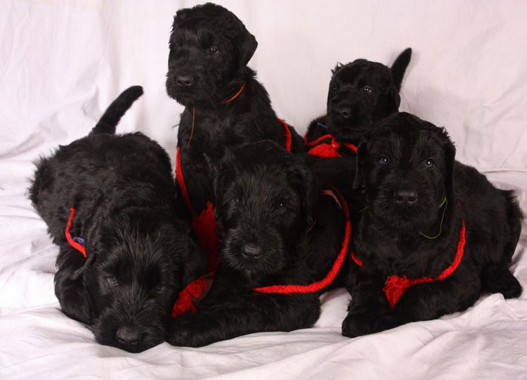 5 cachorros de terrier ruso negro