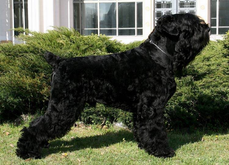 Perro de Stalin
