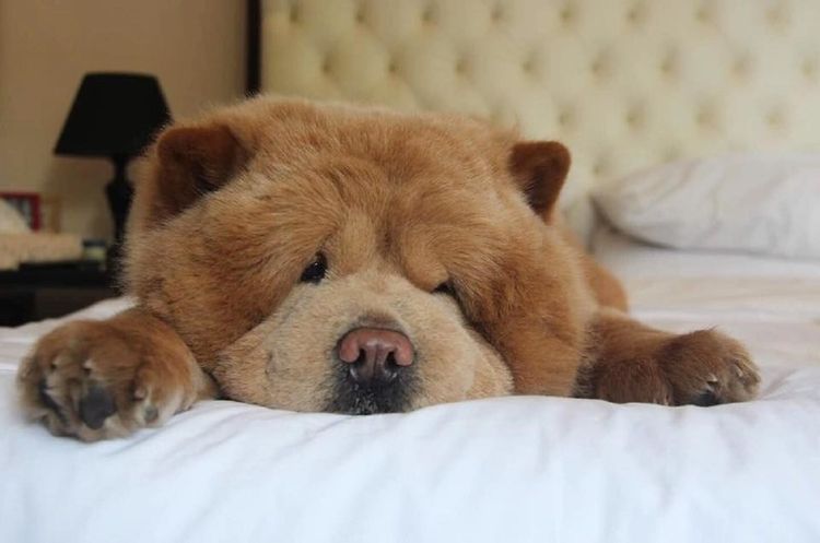 Chow chow