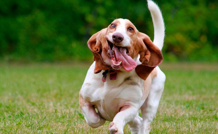 Basset hound