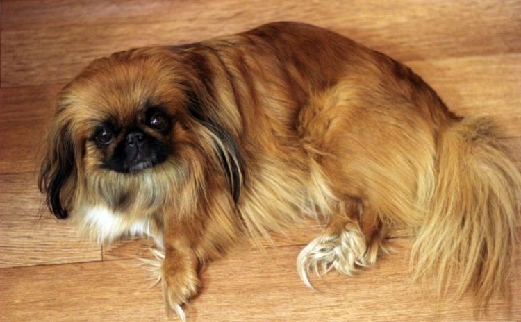 Pekinés
