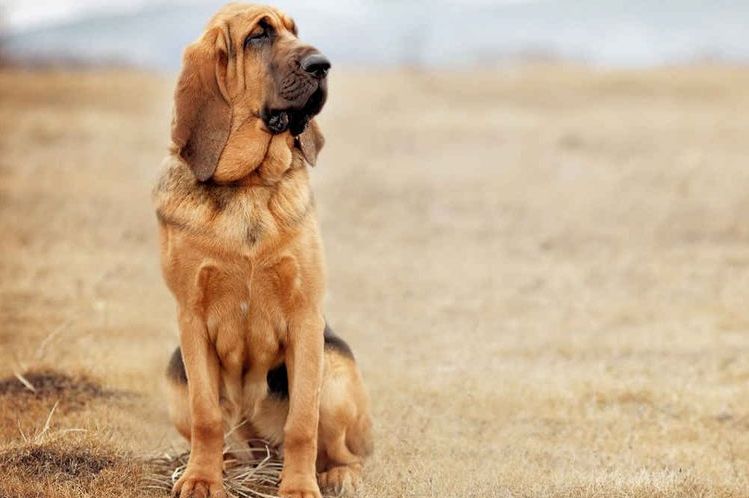 Bloodhound