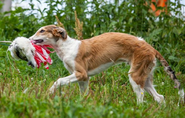 Borzoi