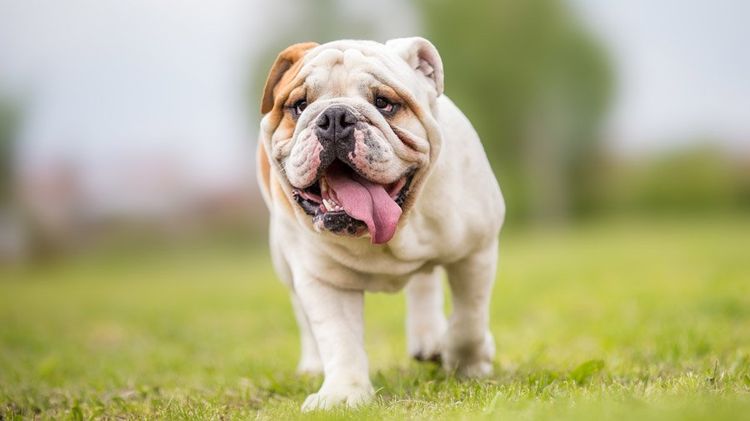 Bulldog