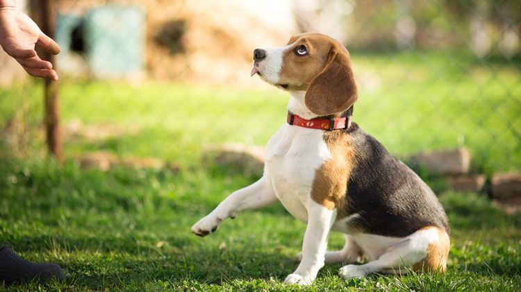 Beagle