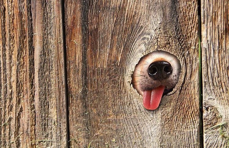 Perro sacando la lengua por una rendija en la valla