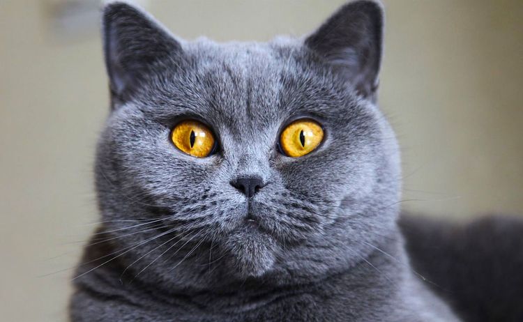 British Shorthair