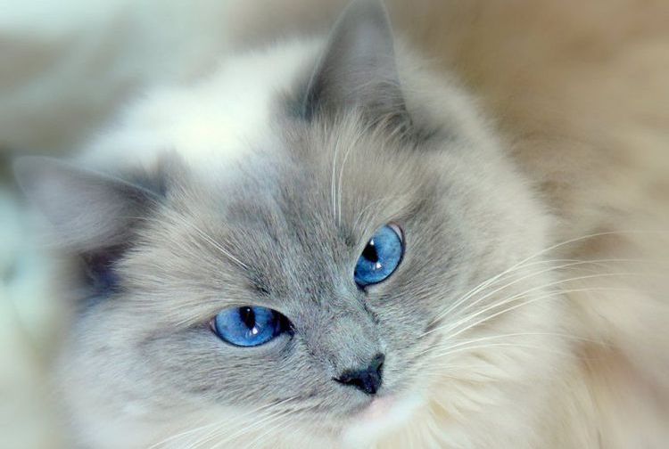 Ragdoll