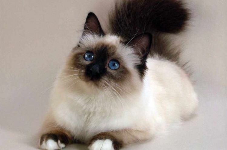 Gato birmano (Birmania sagrada)