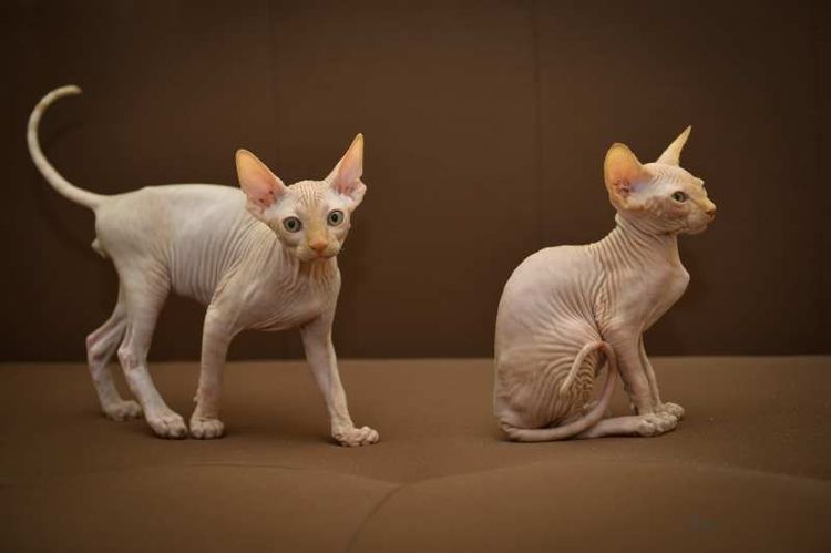 Sphynx canadienses