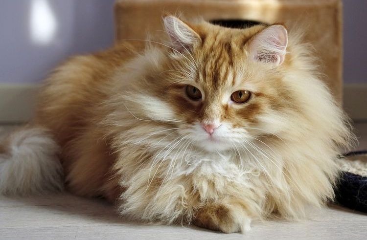 Gatos siberianos