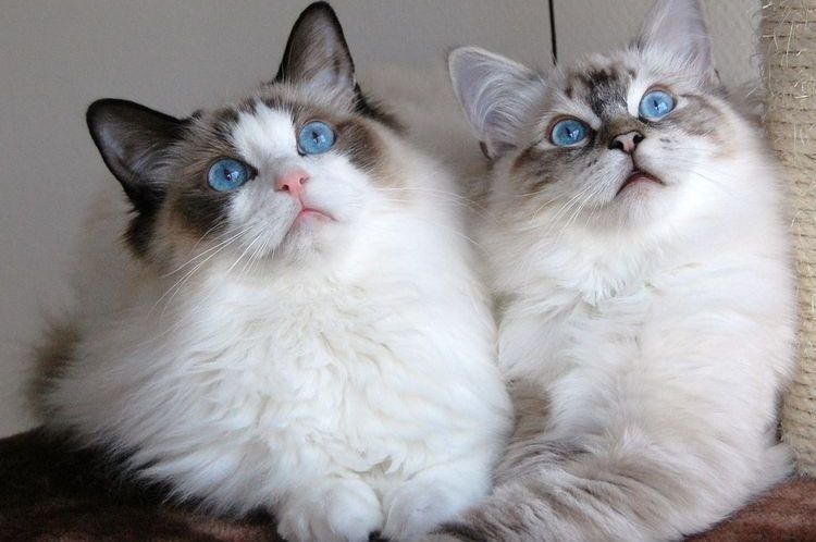 Gatos de ojos azules