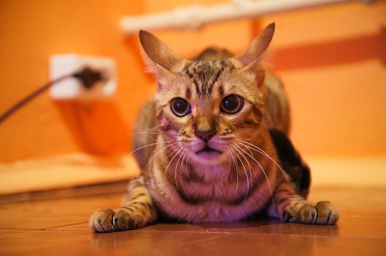 Gatos bengalíes