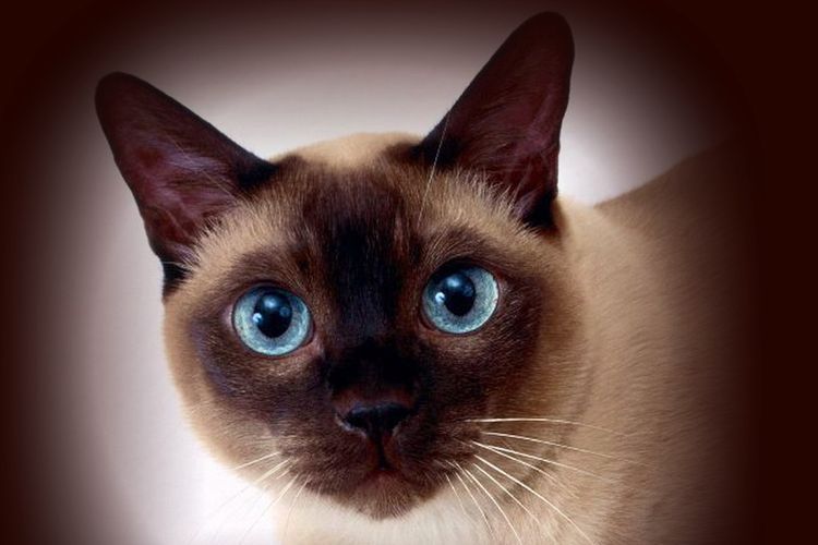 Gato siamés
