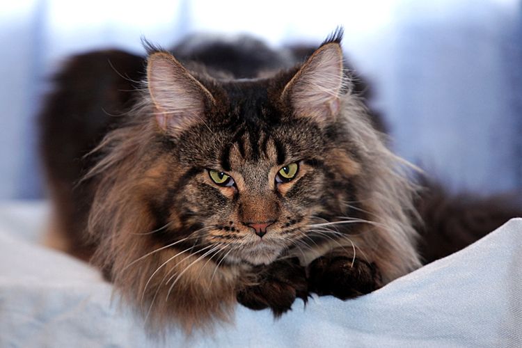 Maine Coon agresivo