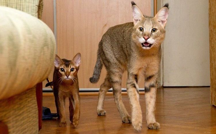 Gatos de cañaveral