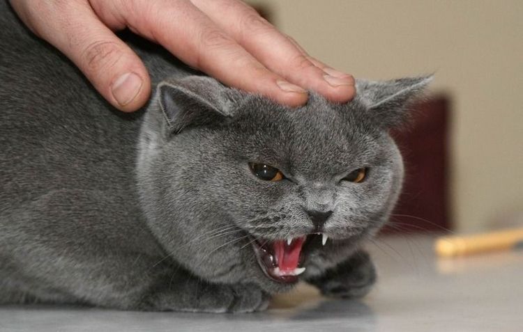 gato escocés agresivo