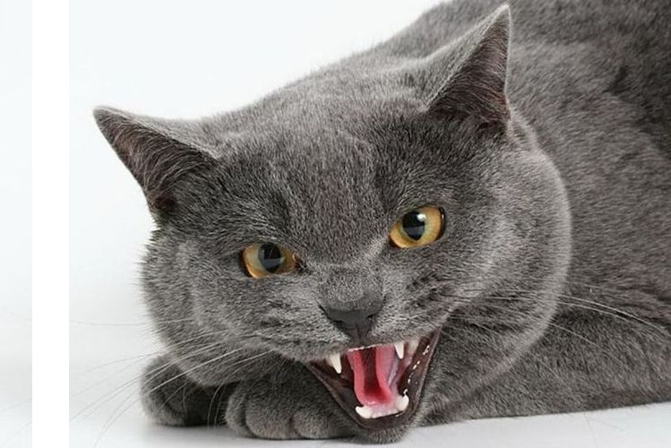 gato británico agresivo