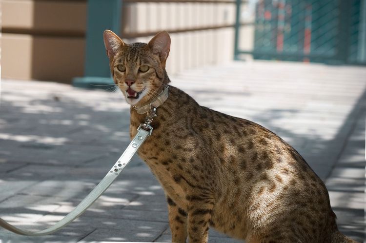 Savannah