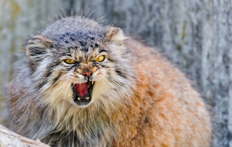 Manul agresivo
