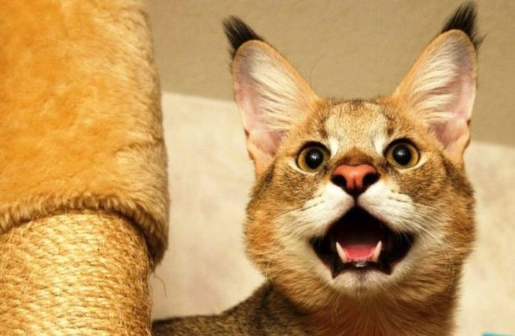 Chausie agresivo