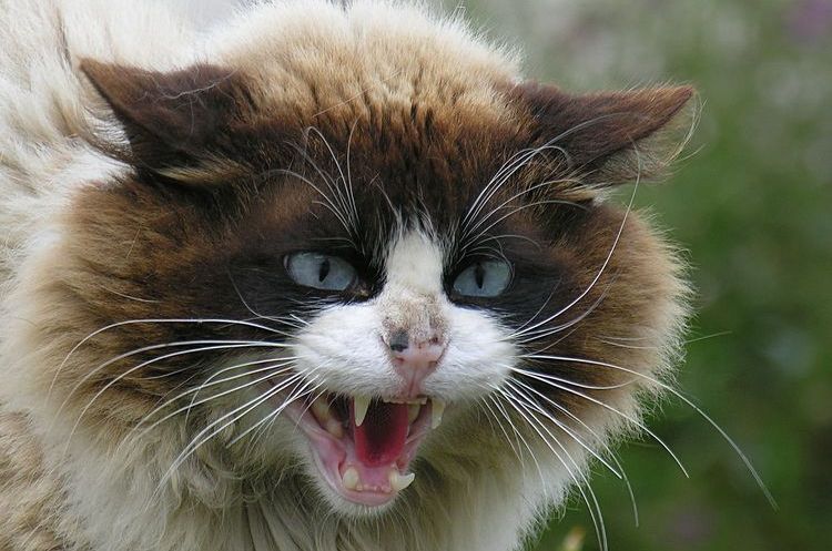 Gato enfadado
