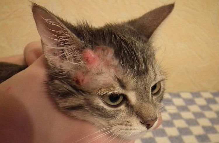 Sarcoptosis en un gato