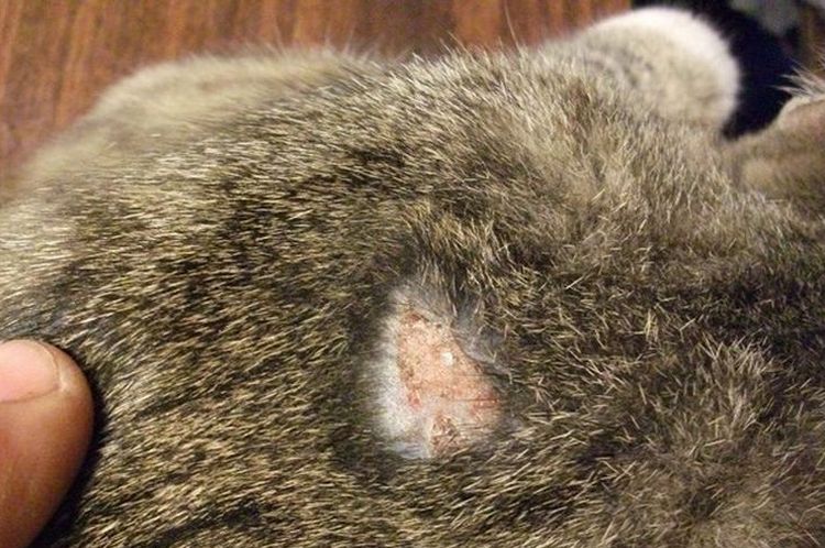 Sarcoptosis en un gato