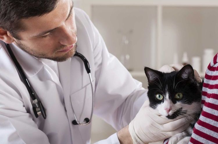Gato en la consulta con el veterinario