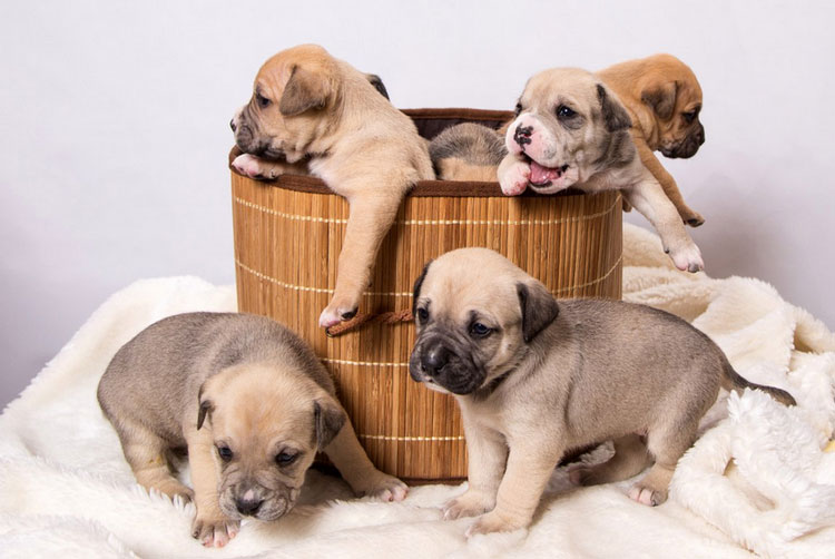 cachorros del mastín mallorquín