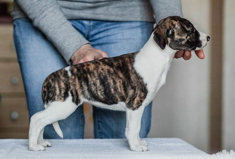 cachorro de whippet