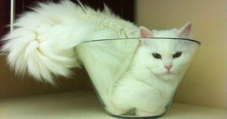 Gata en un cuenco