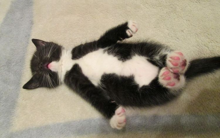 El gatito duerme de forma divertida