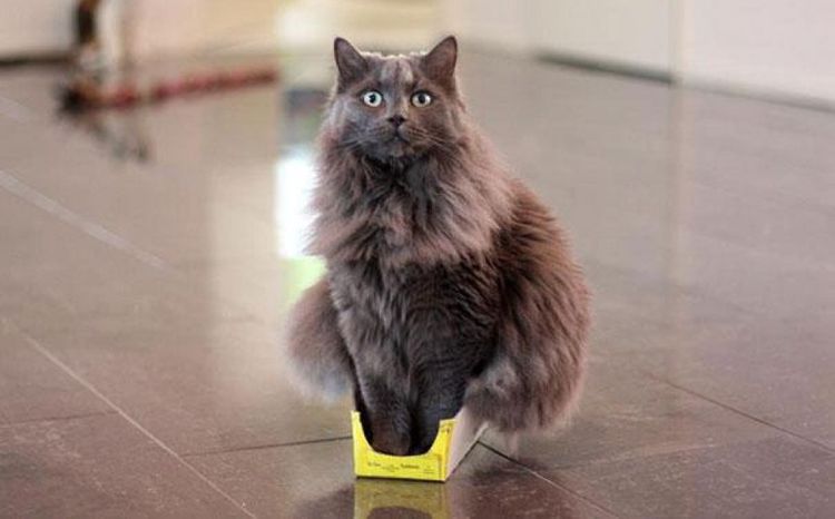 Gato en una caja