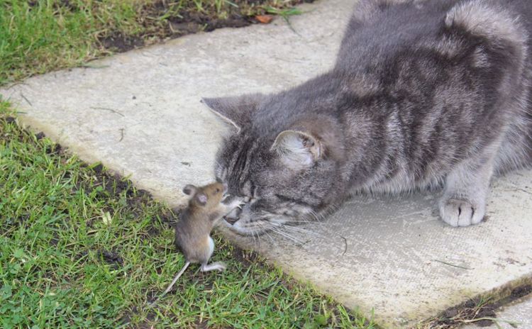 La gata y el ratón
