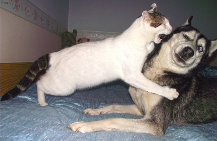 El gato y el perro