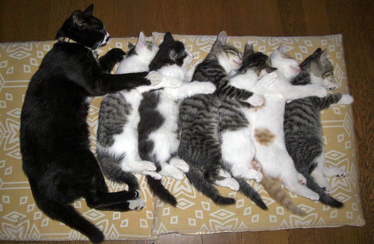 Gata con gatitos