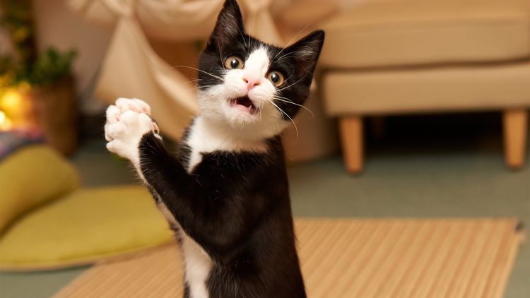 Gato sorprendido