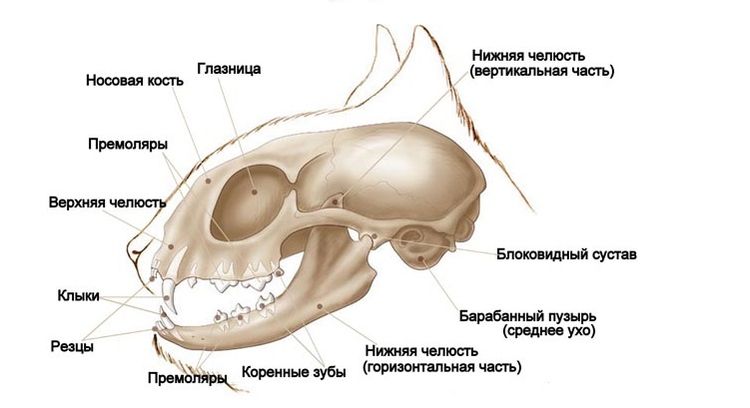 Estructura del cráneo del gato
