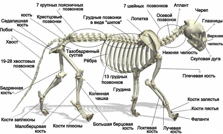 Estructura del esqueleto del gato