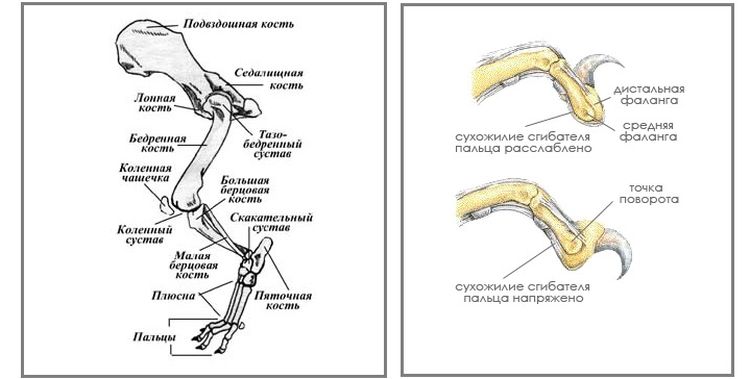 Estructura de las patas del gato