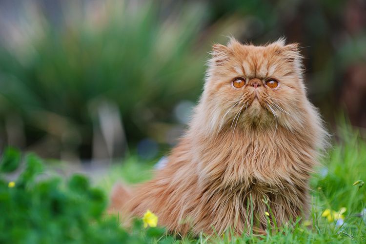 Gato rojo peludo
