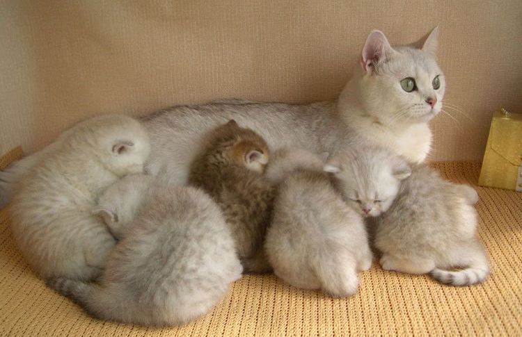 Katze mit Kätzchen