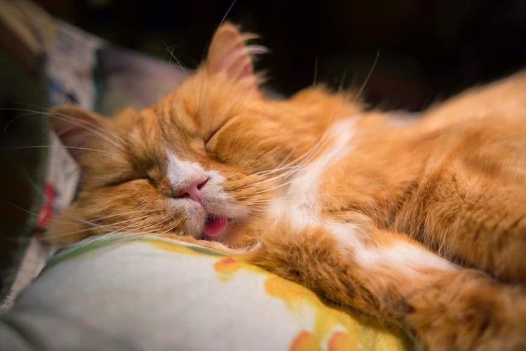 Der rote Kater schläft mit herausgestreckter Zunge