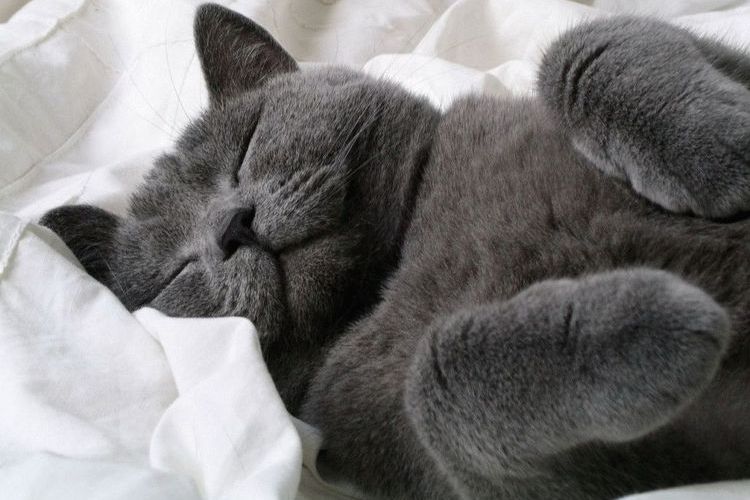 Die Katze schläft