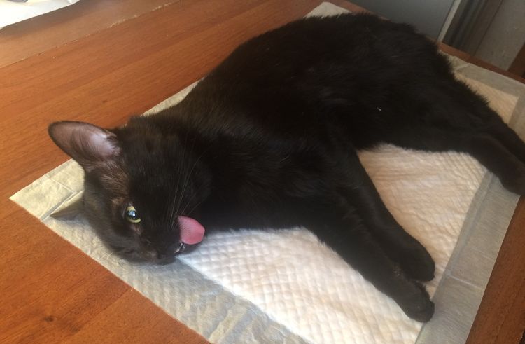 El gato se recupera de la anestesia