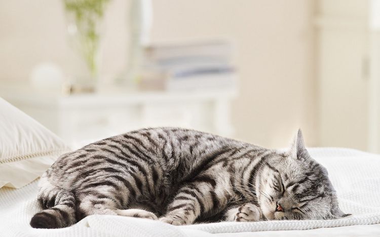 El gato duerme