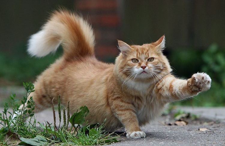 Gato gordo estirándose