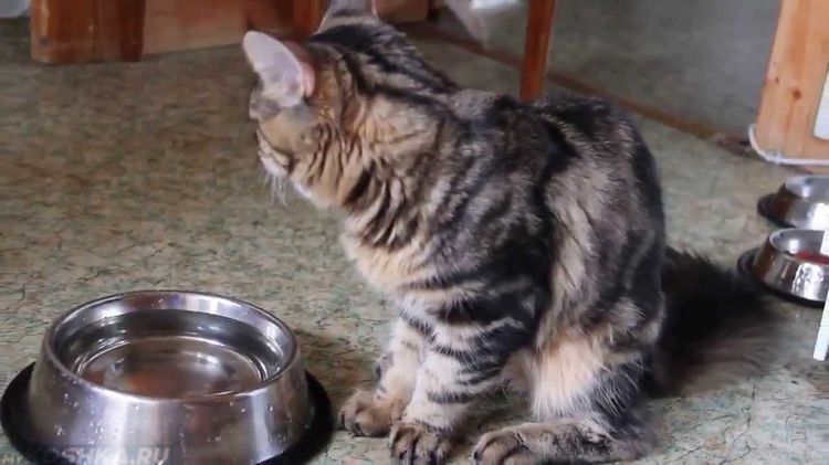 Gato cerca del cuenco de agua